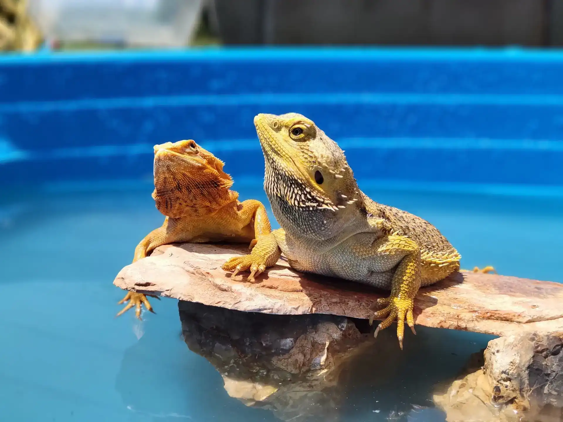 מופע + פינת ליטוף