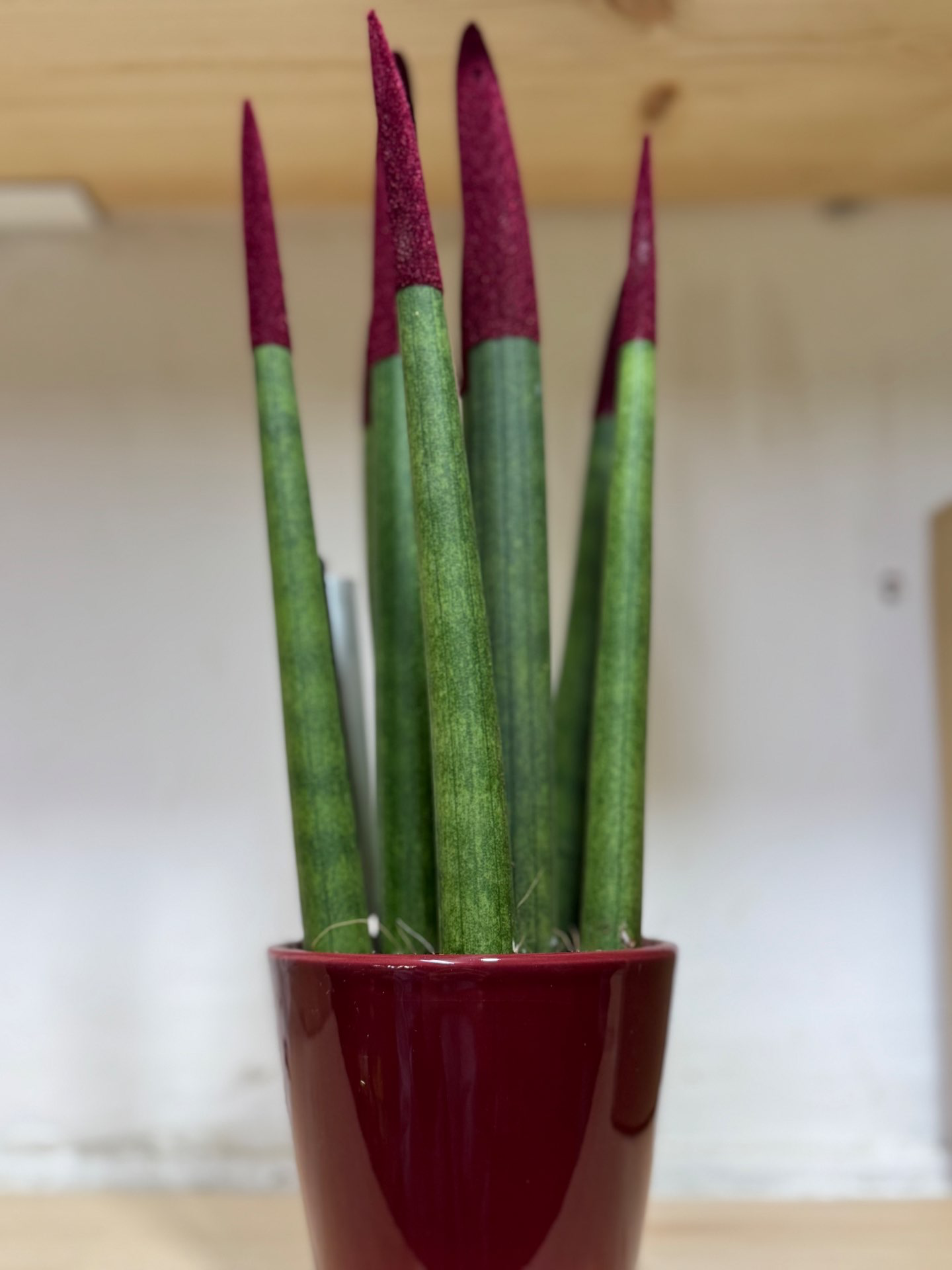 עציץ סנסיווריה צבעונית