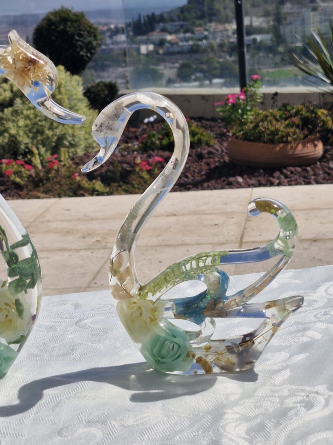 פריחת הברבור