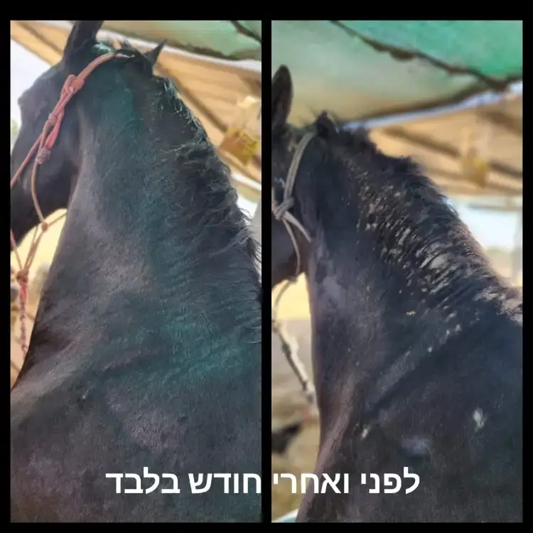 משחה לטיפוח ושיקום עור הסוס עשויה מ 100% רכיבים טבעים  המחיר כולל משלוח עד הבית  גודל : 1 ליטר
