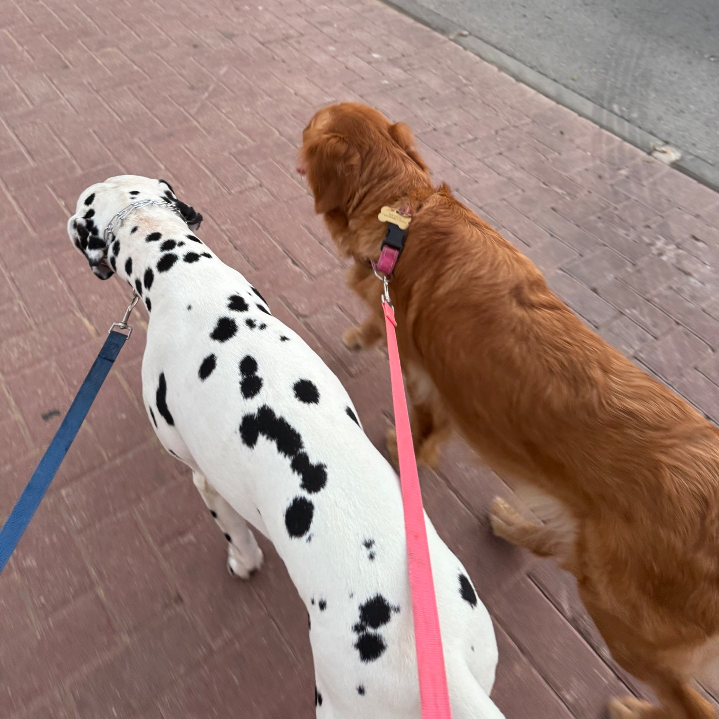 דוגווקינג - כרטיסיות