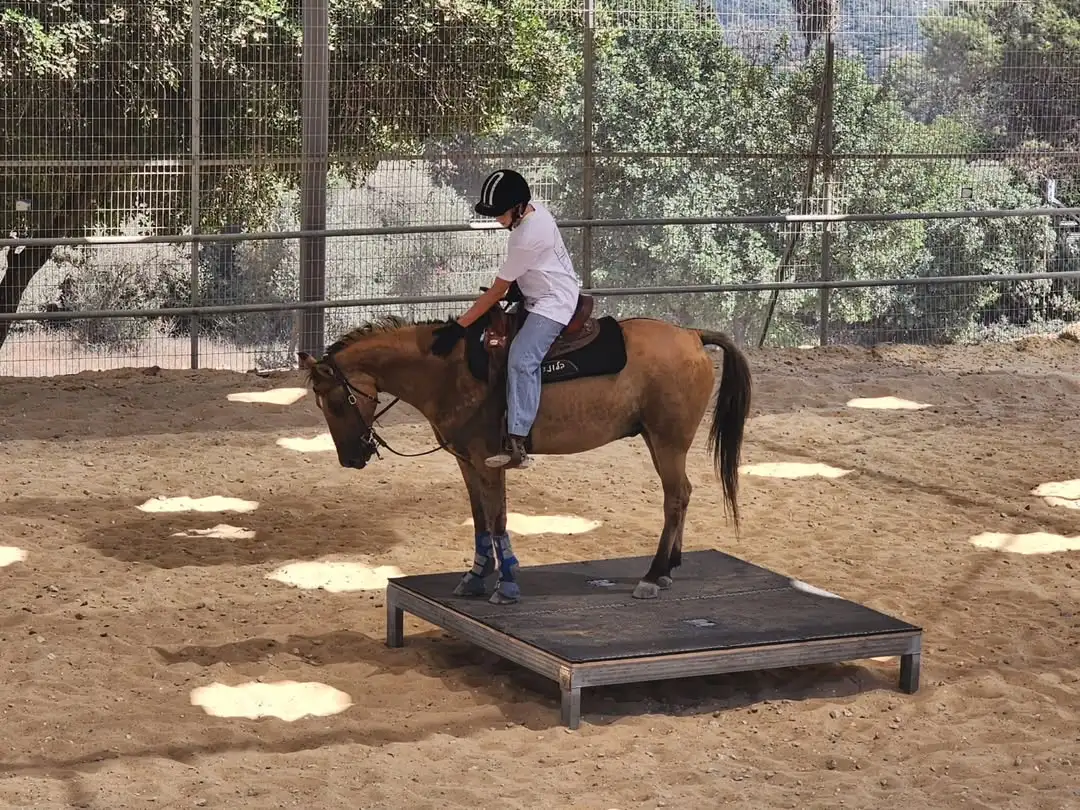 מתקן לאימון סוסים