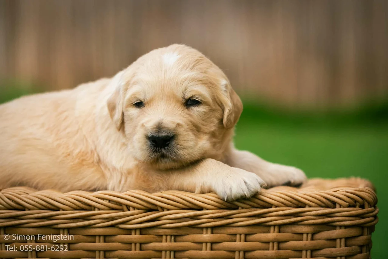 צילומי תדמית