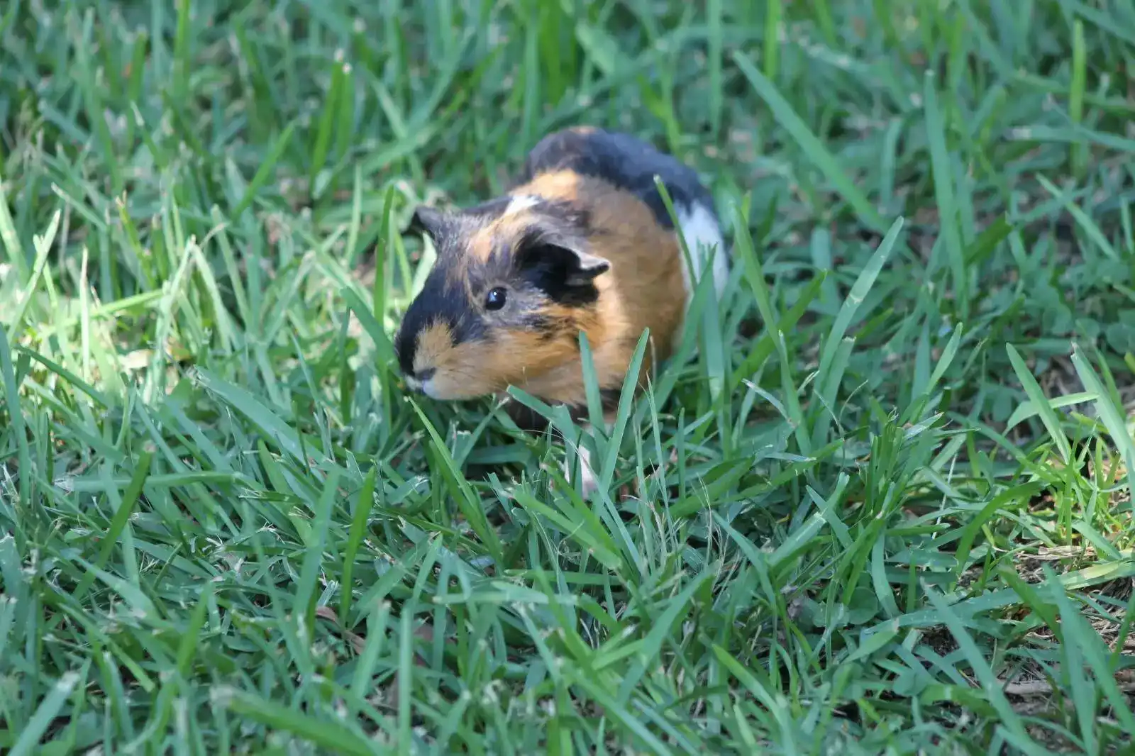 למה פינת ליטוף היא פעילות מושלמת לגני ילדים
