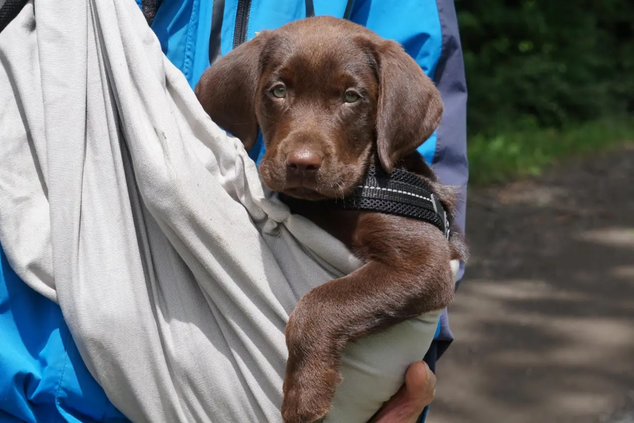 לכידת כלבים משוטטים או פצועים