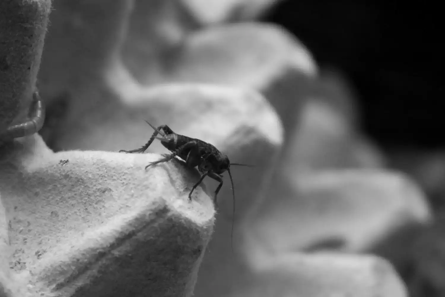 הדברה לדירה 3 חדרים - ג'וקים ונמלים