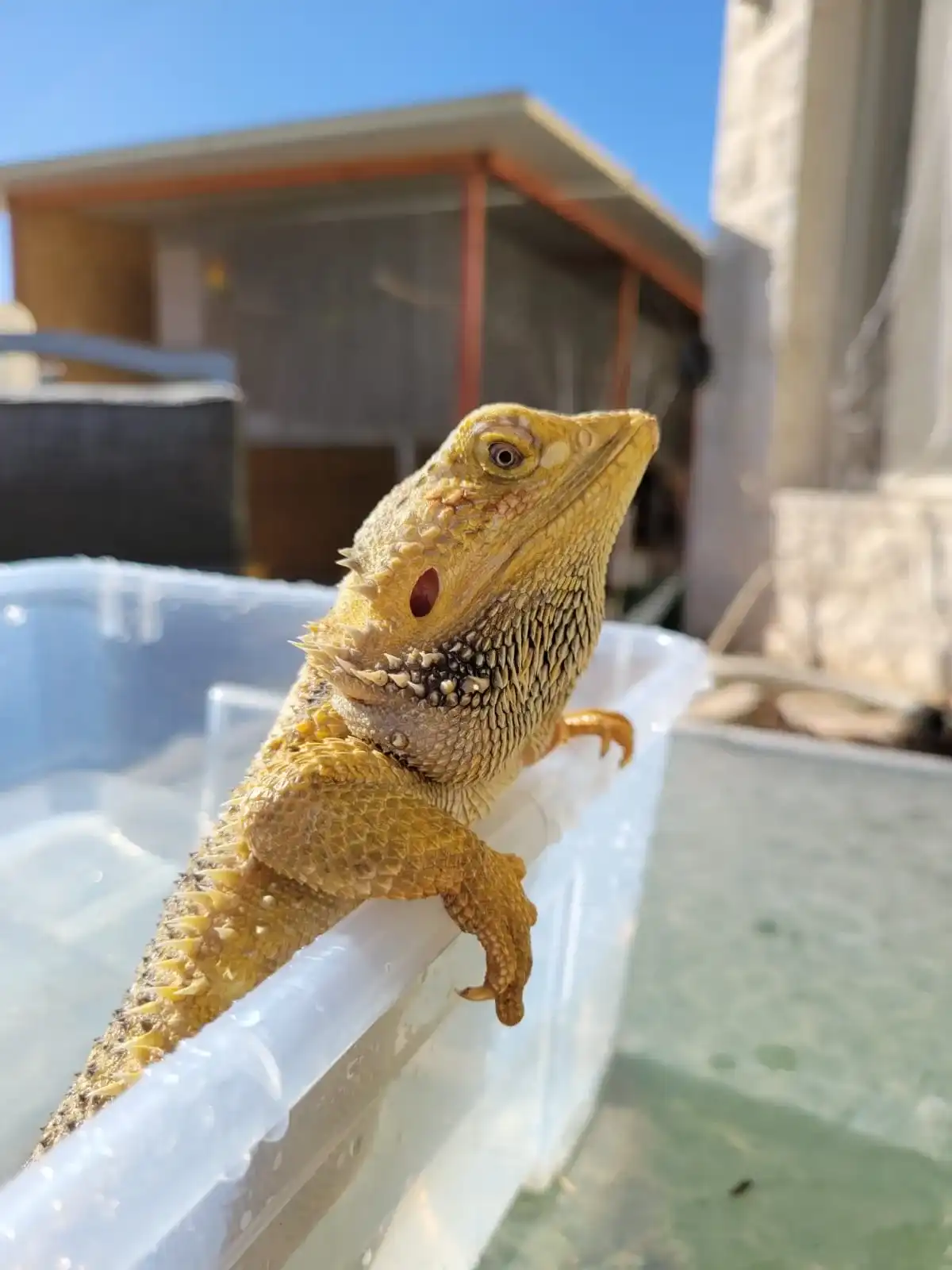 פינת ליטוף אקזוטית