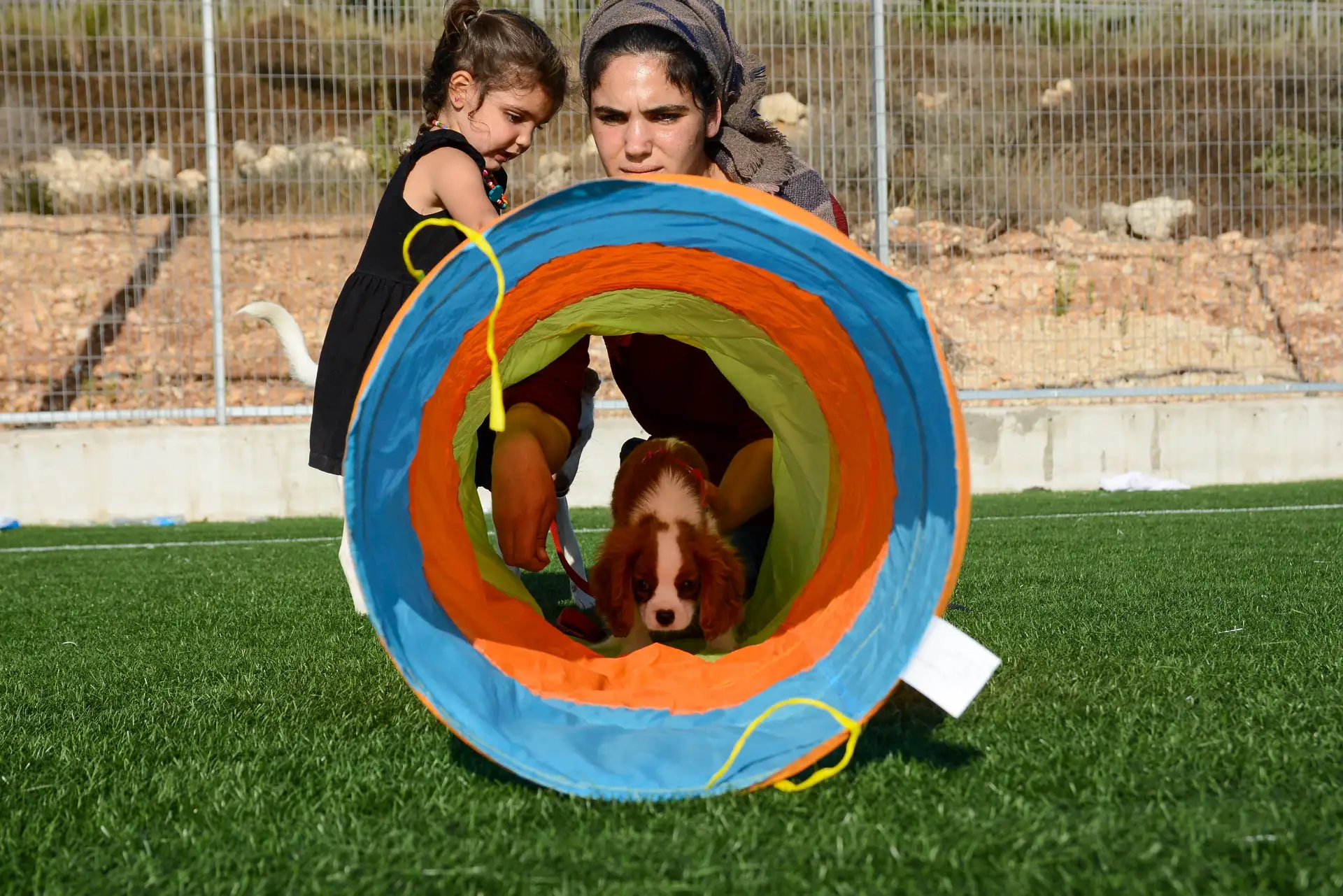 קבוצות כלבנות טיפולית אחרי הצהריים בגוש טלמונים