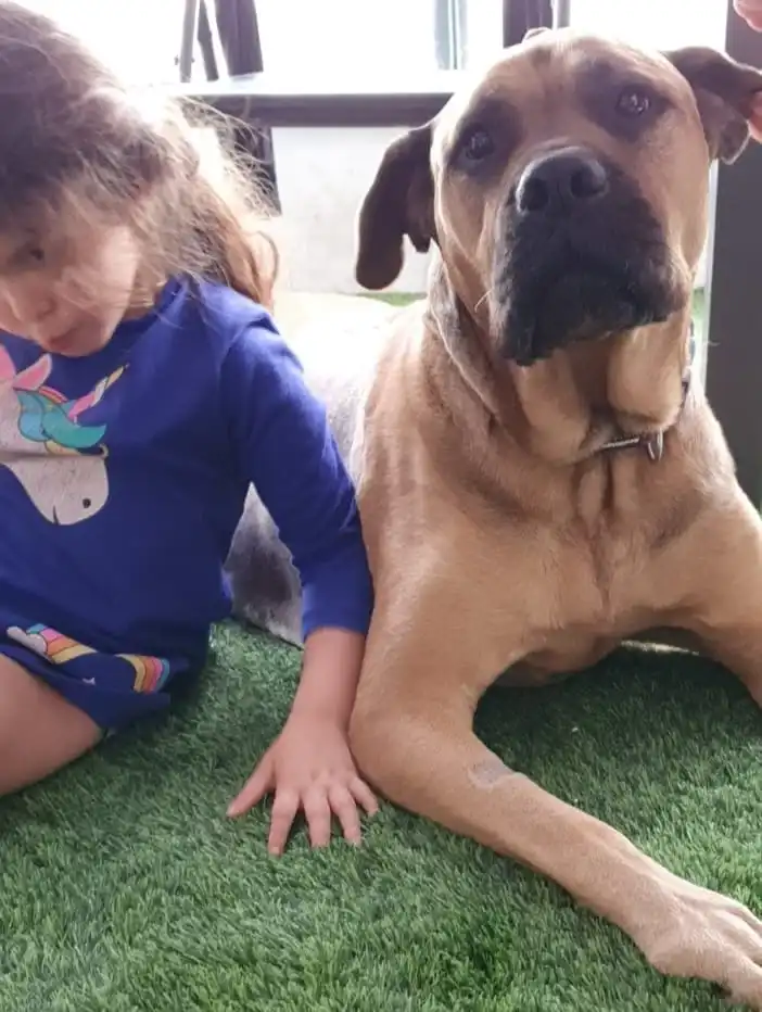 השמנת יתר בכלבים