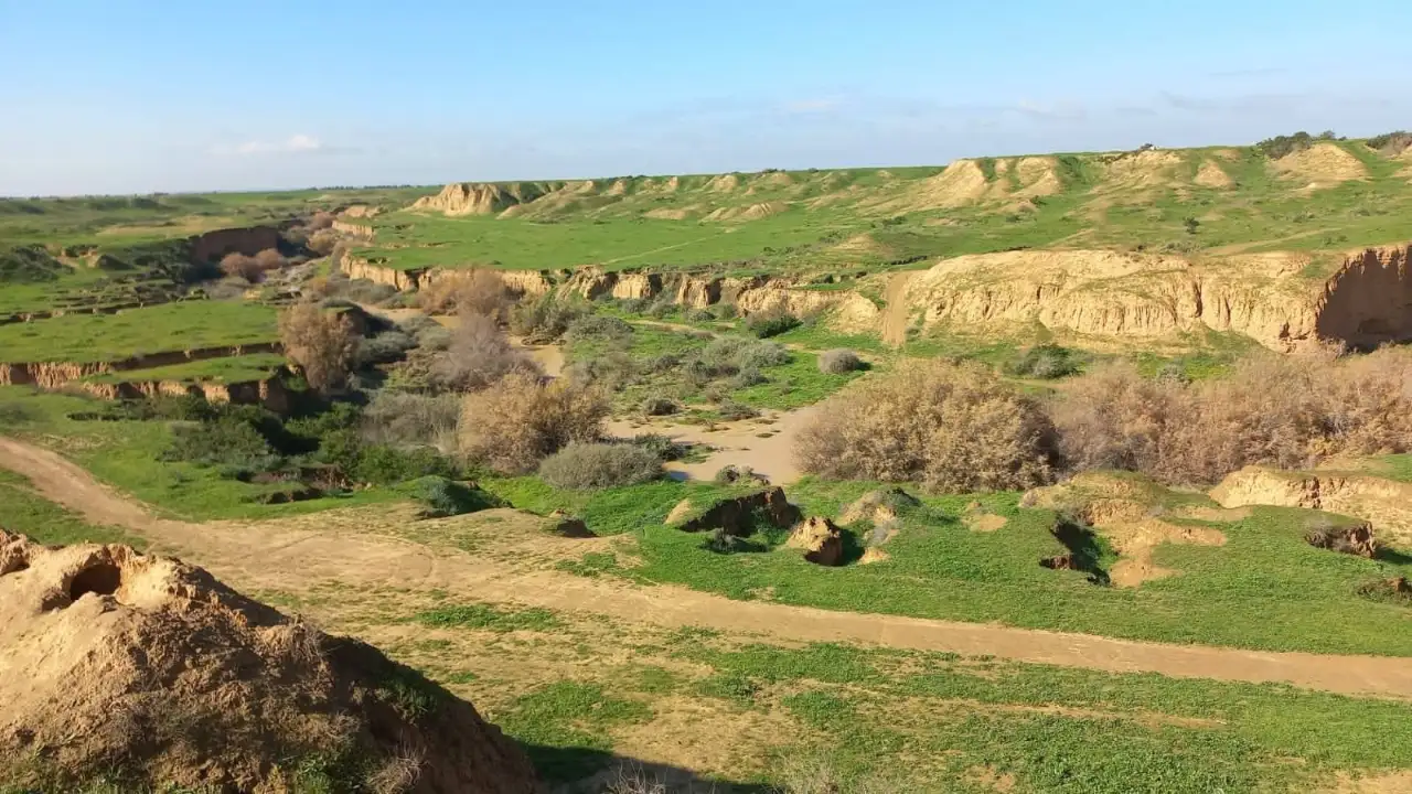 חוות הדקלים: נווה מדבר של שלווה וחיבור לטבע בלב הנגב המערבי