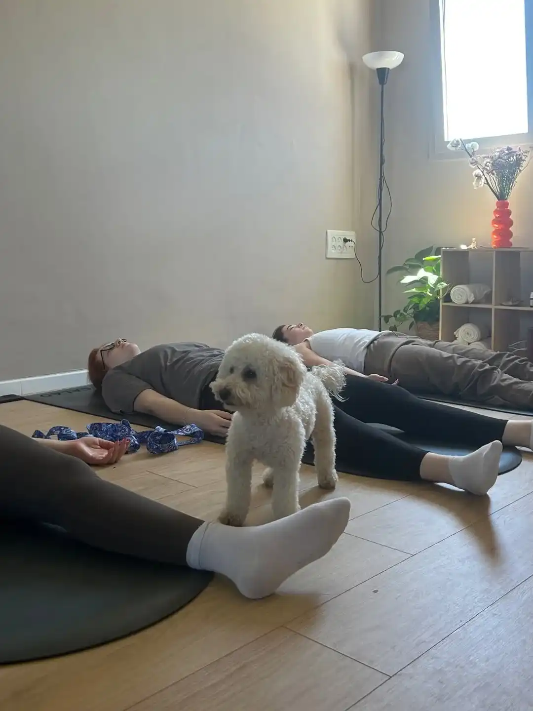 יוגה עם כלבים (DOGA)