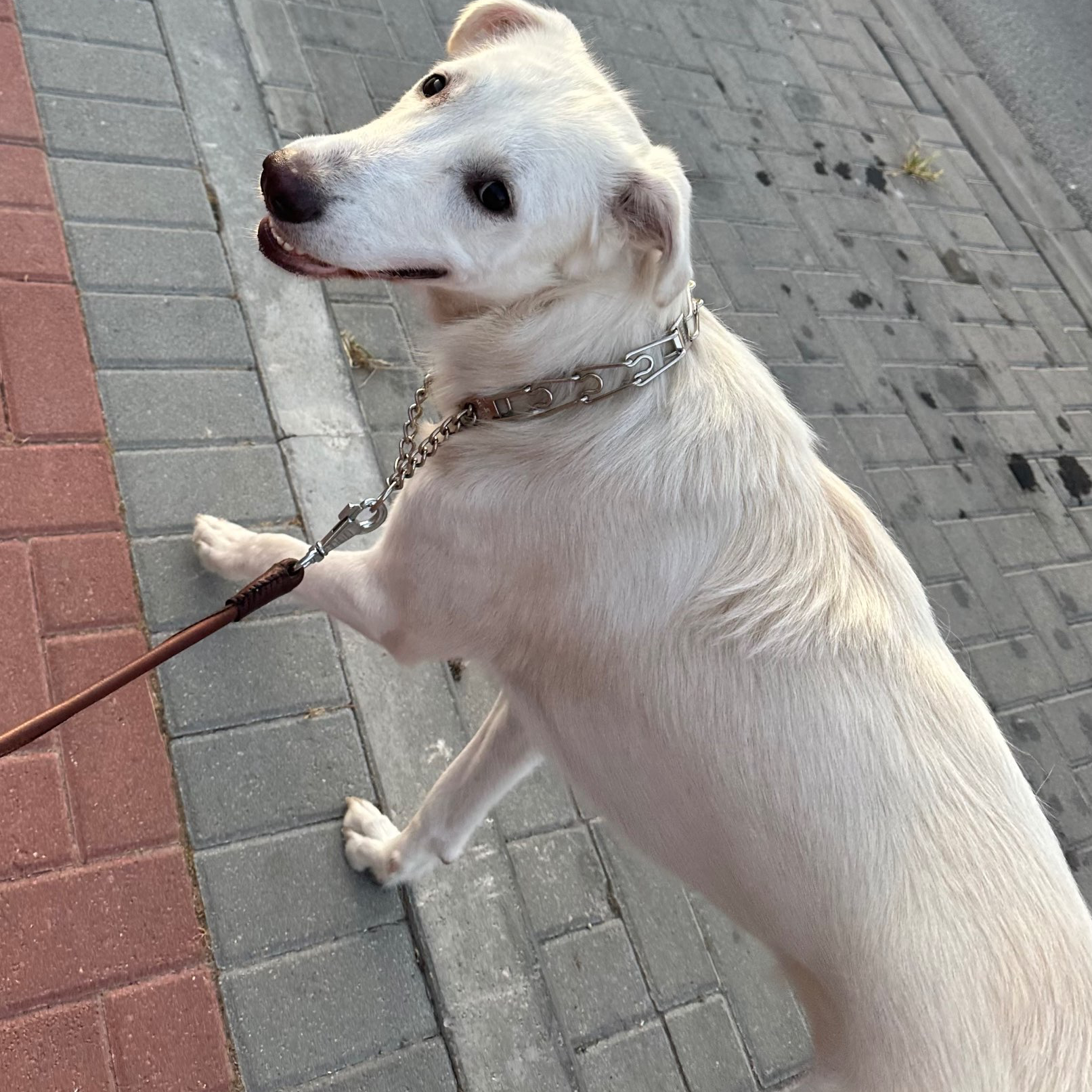 דוגווקינג – טיולי כלבים בהתאמה אישית