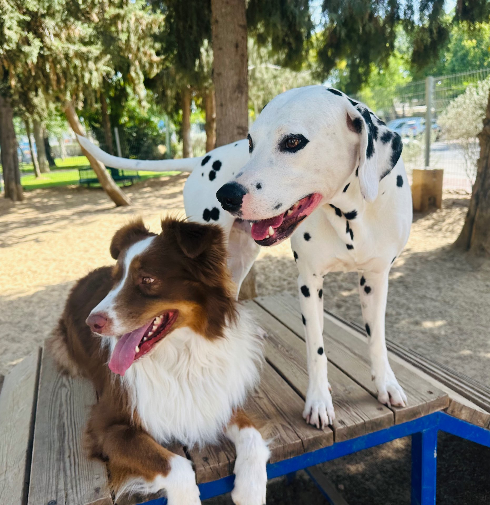 דוגווקינג – טיולי כלבים בהתאמה אישית