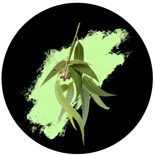 PINUKIT EUCALYPTUS - GIFT SET