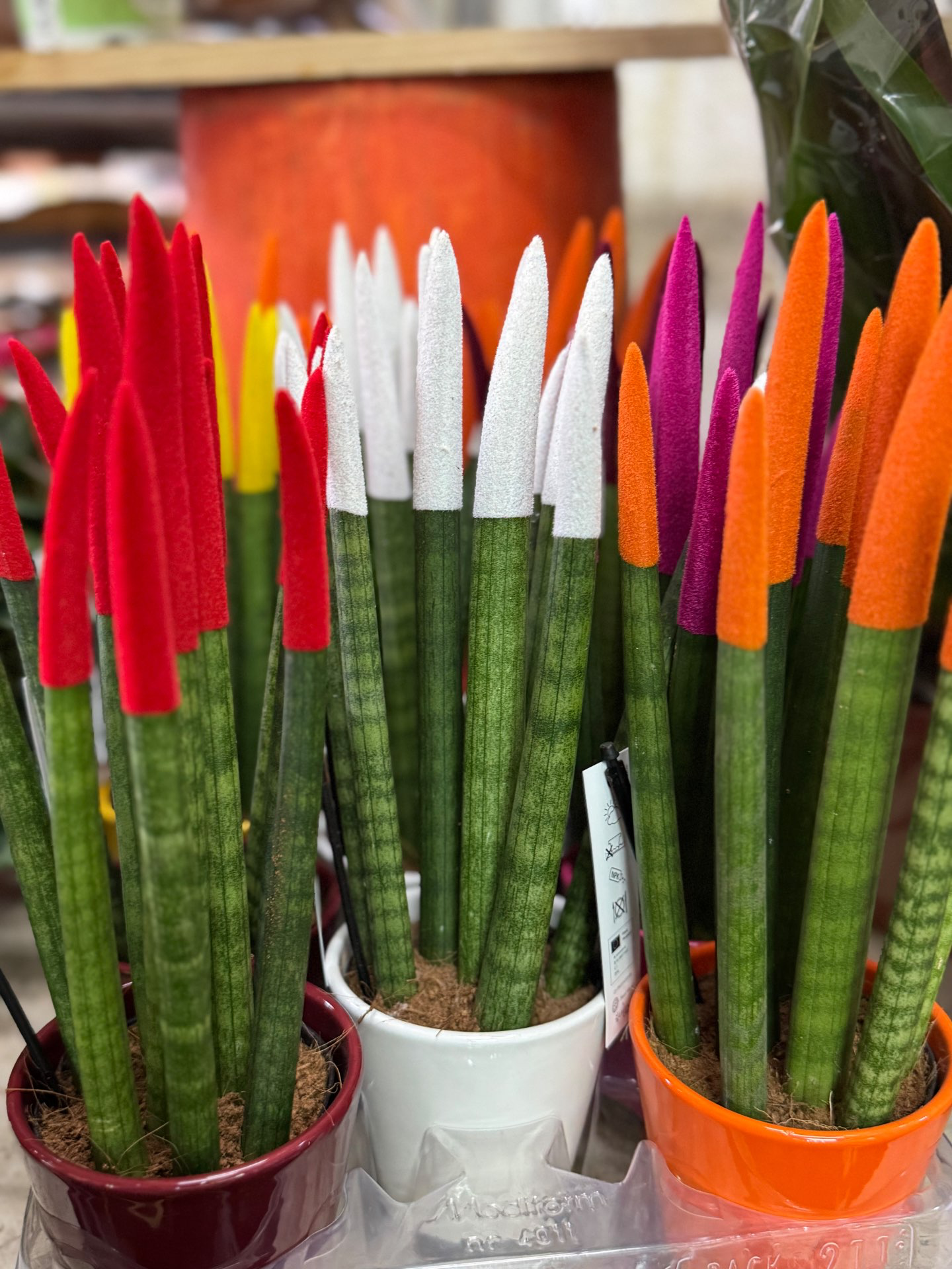 עציץ סנסיווריה צבעונית