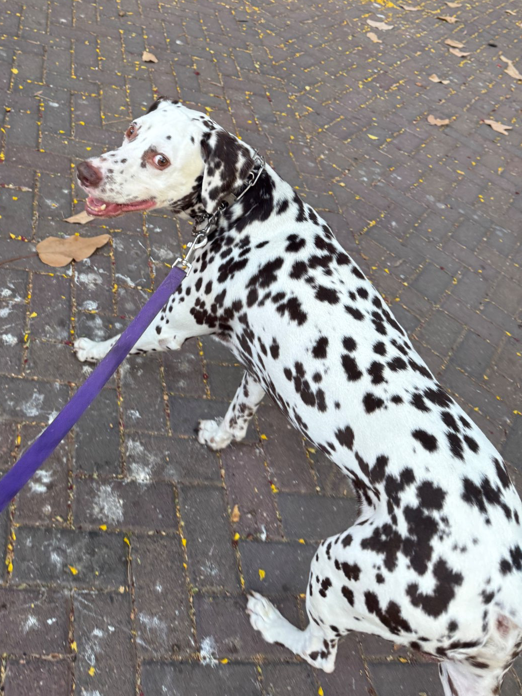 דוגווקינג – טיולי כלבים בהתאמה אישית