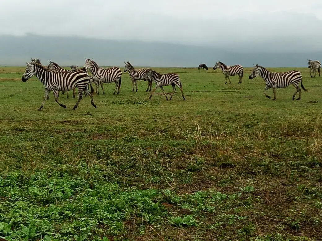 טיול משפחות לטנזניה