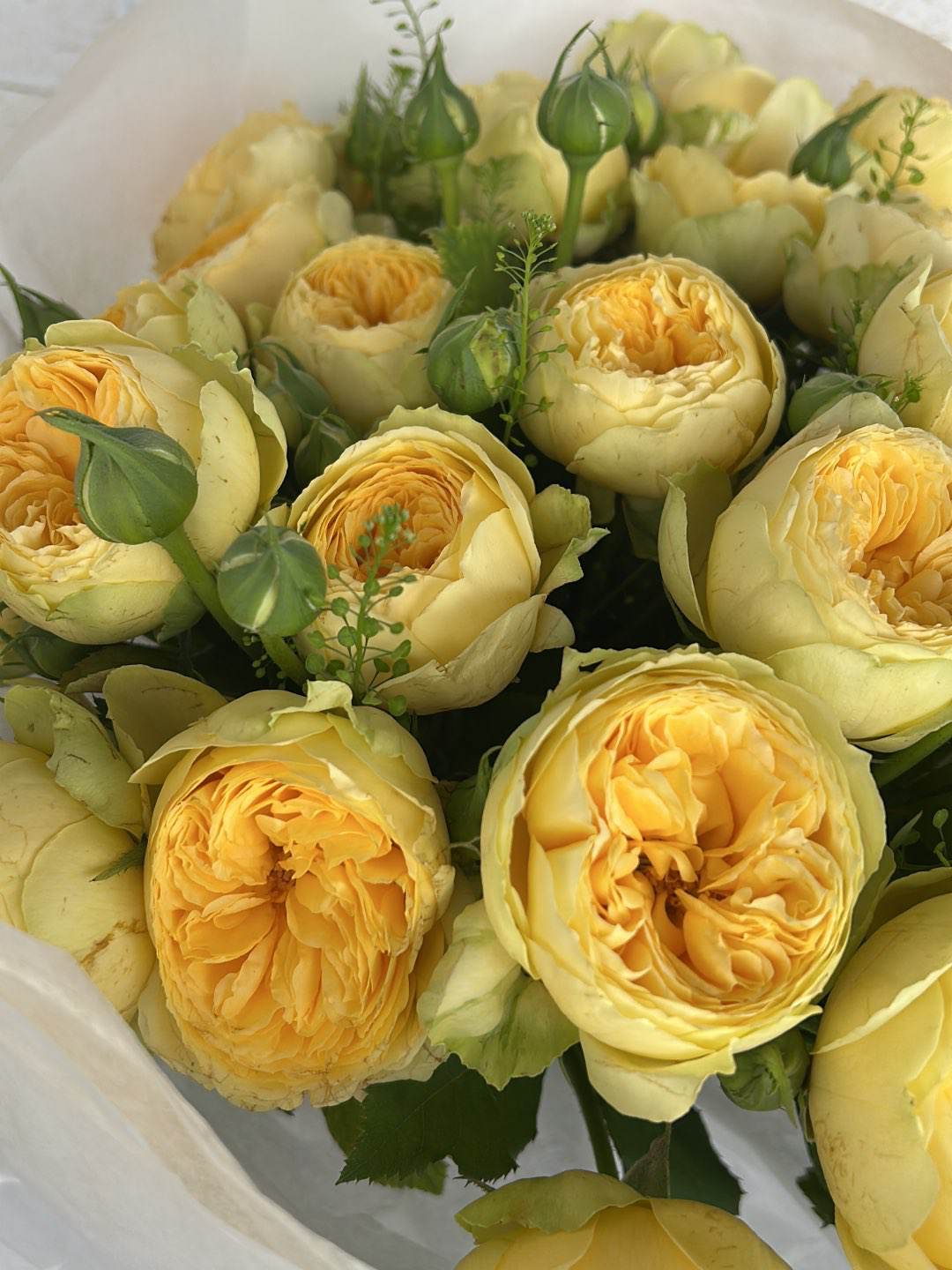 ורד אנגלי צהוב 300₪