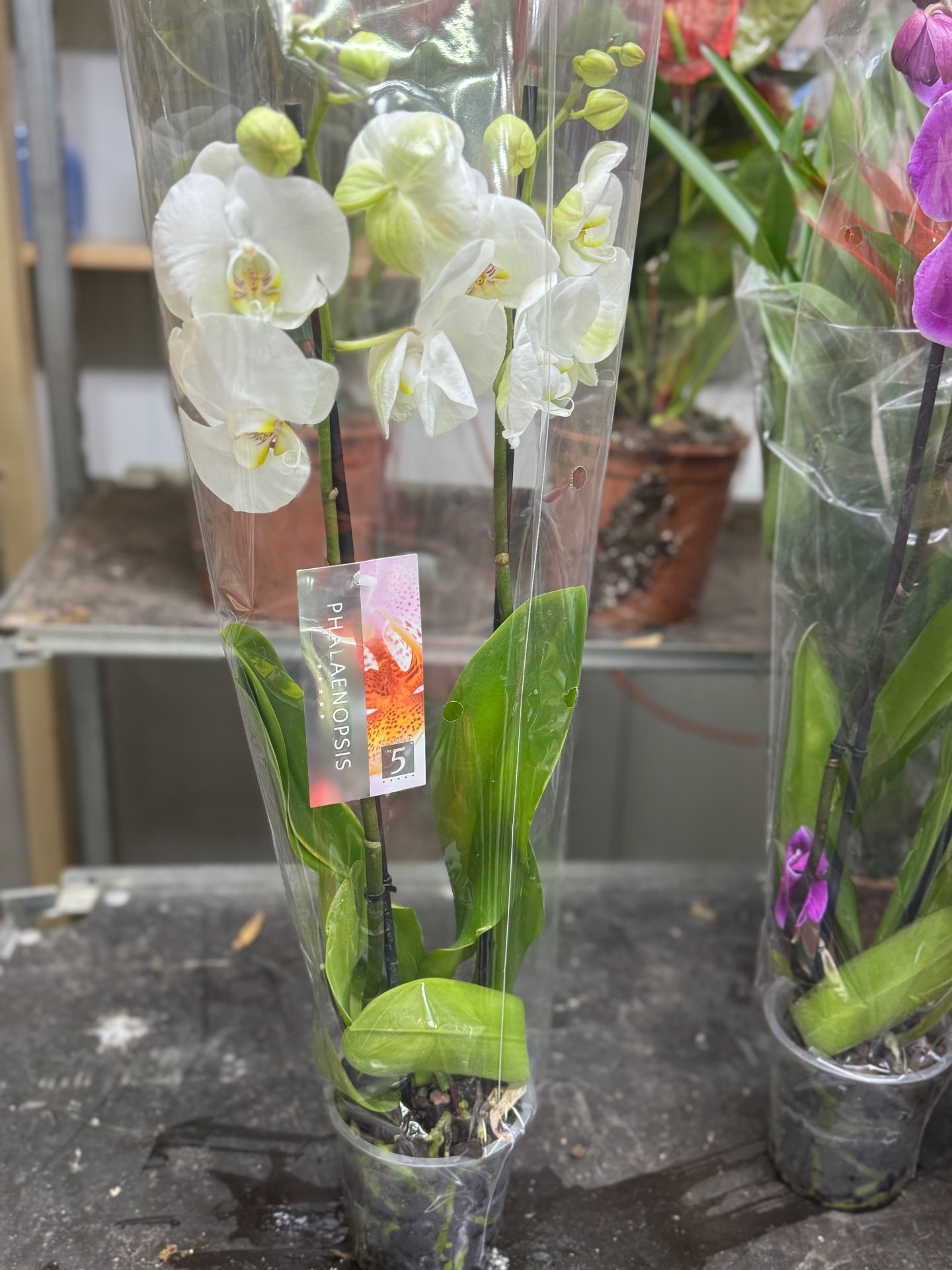 סחלבים זוגות במגוון צבעים