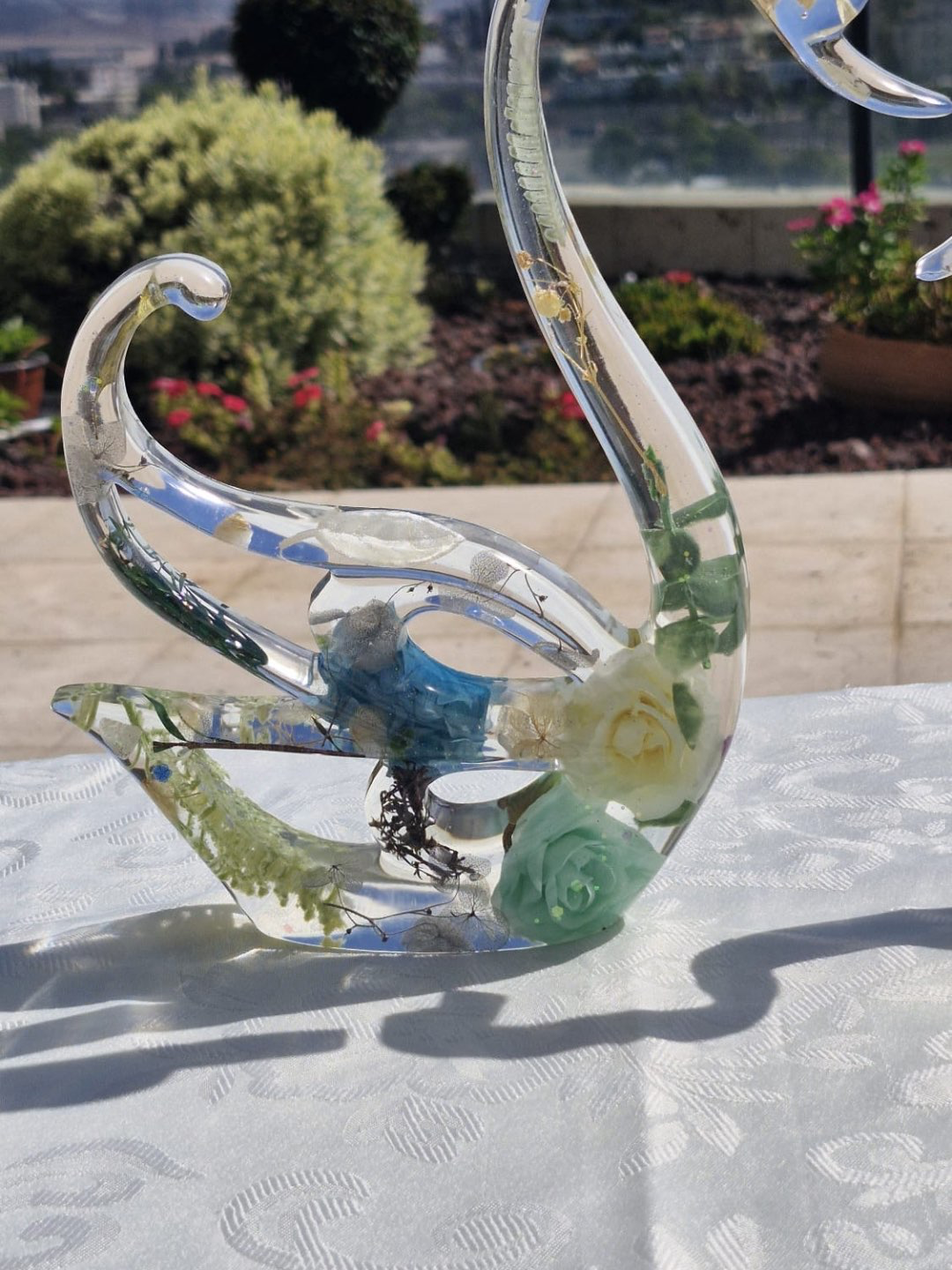 פריחת הברבור