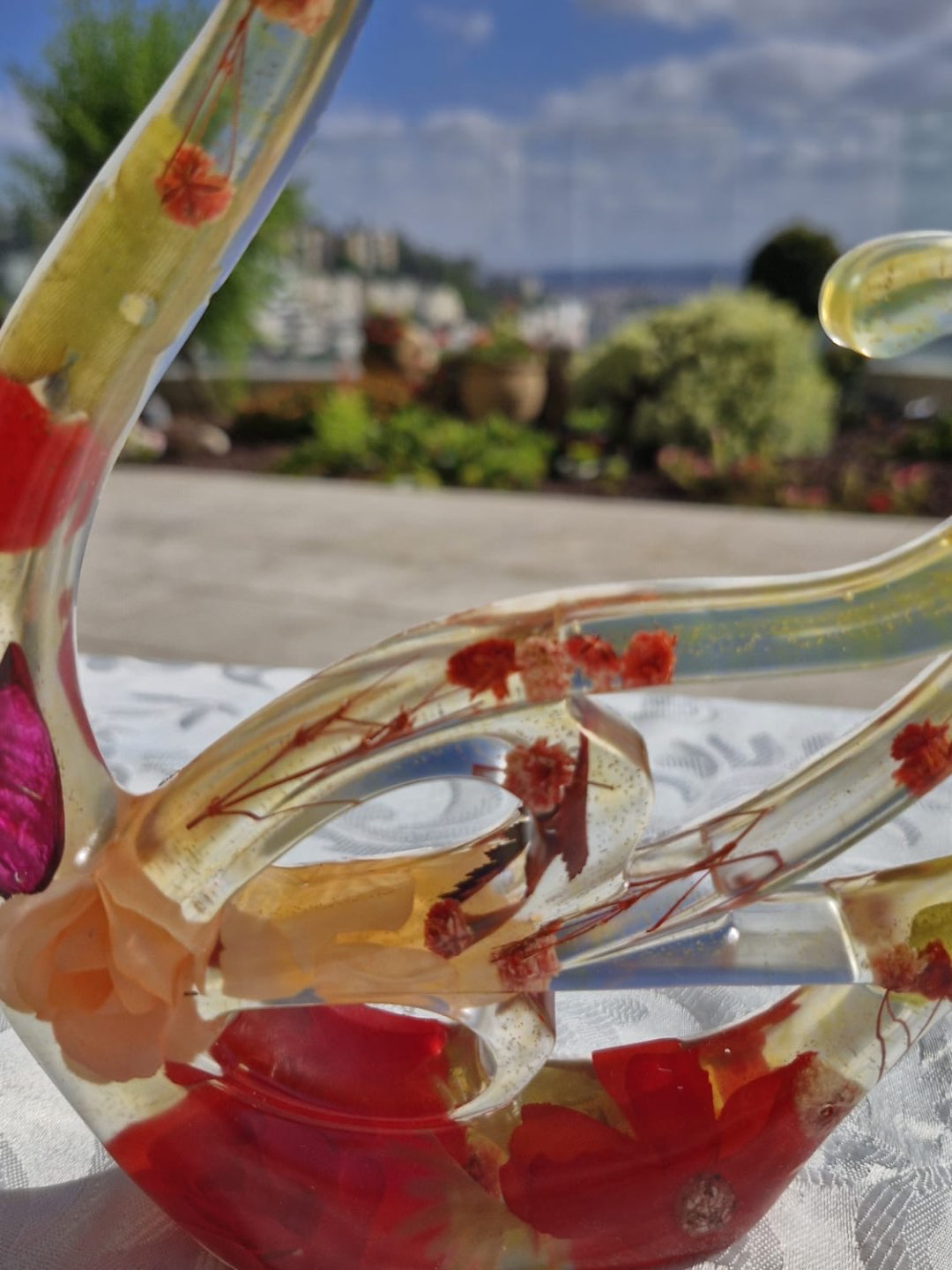 פריחת הברבור