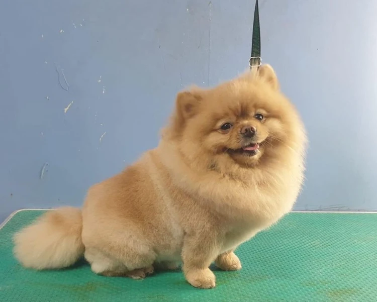 טיפול בפרעושים וקרציות עם שמפו מיוחד