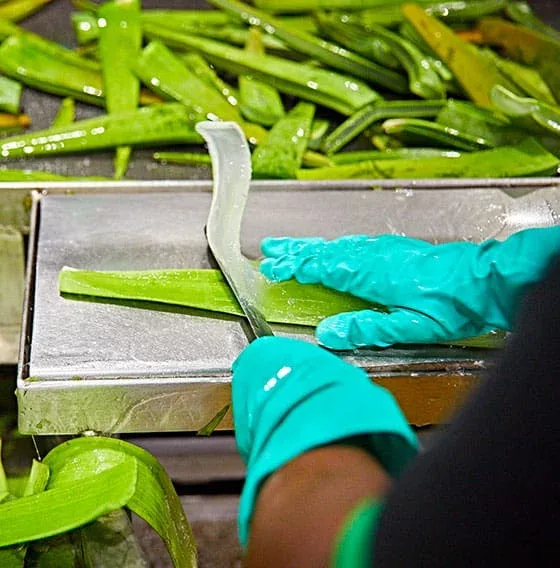 אנחנו מכירים את האלוורה שלנו הכי טוב
