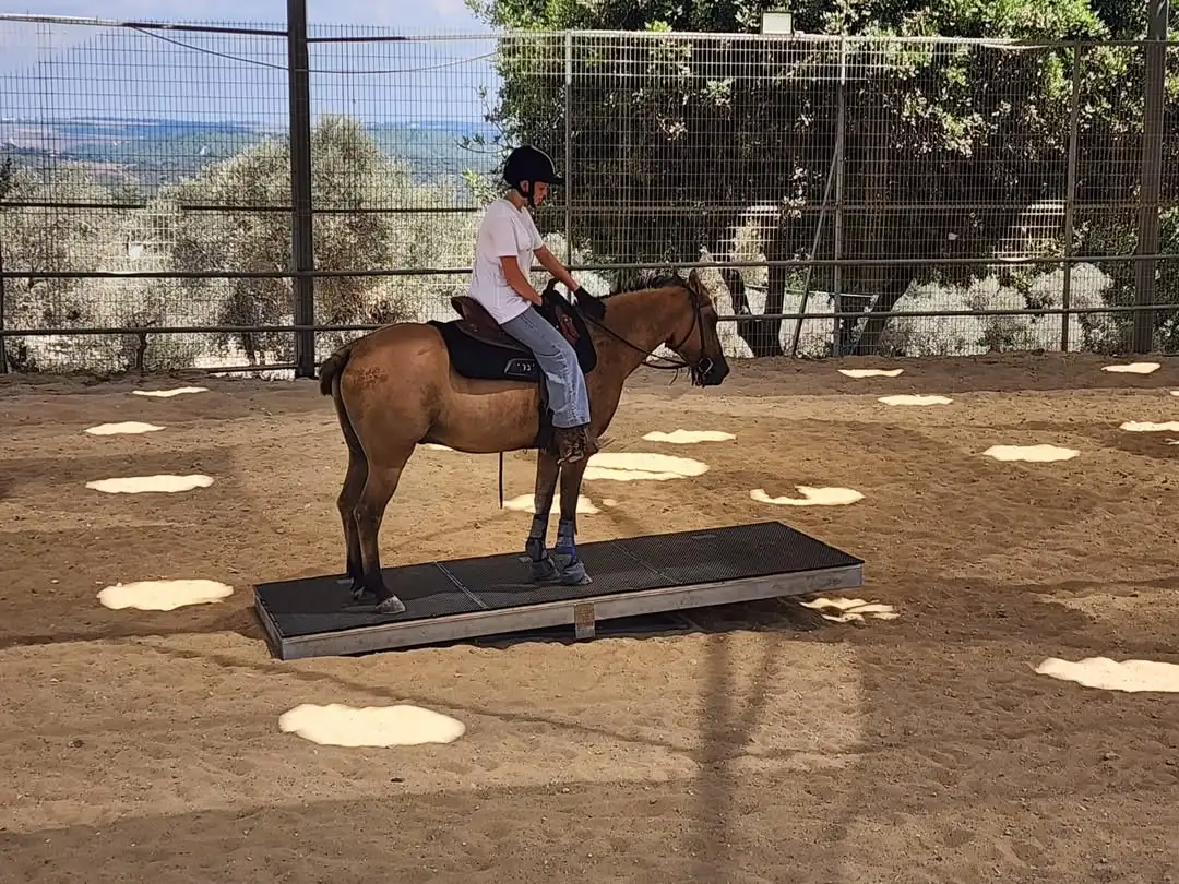מתקן לאימון סוסים