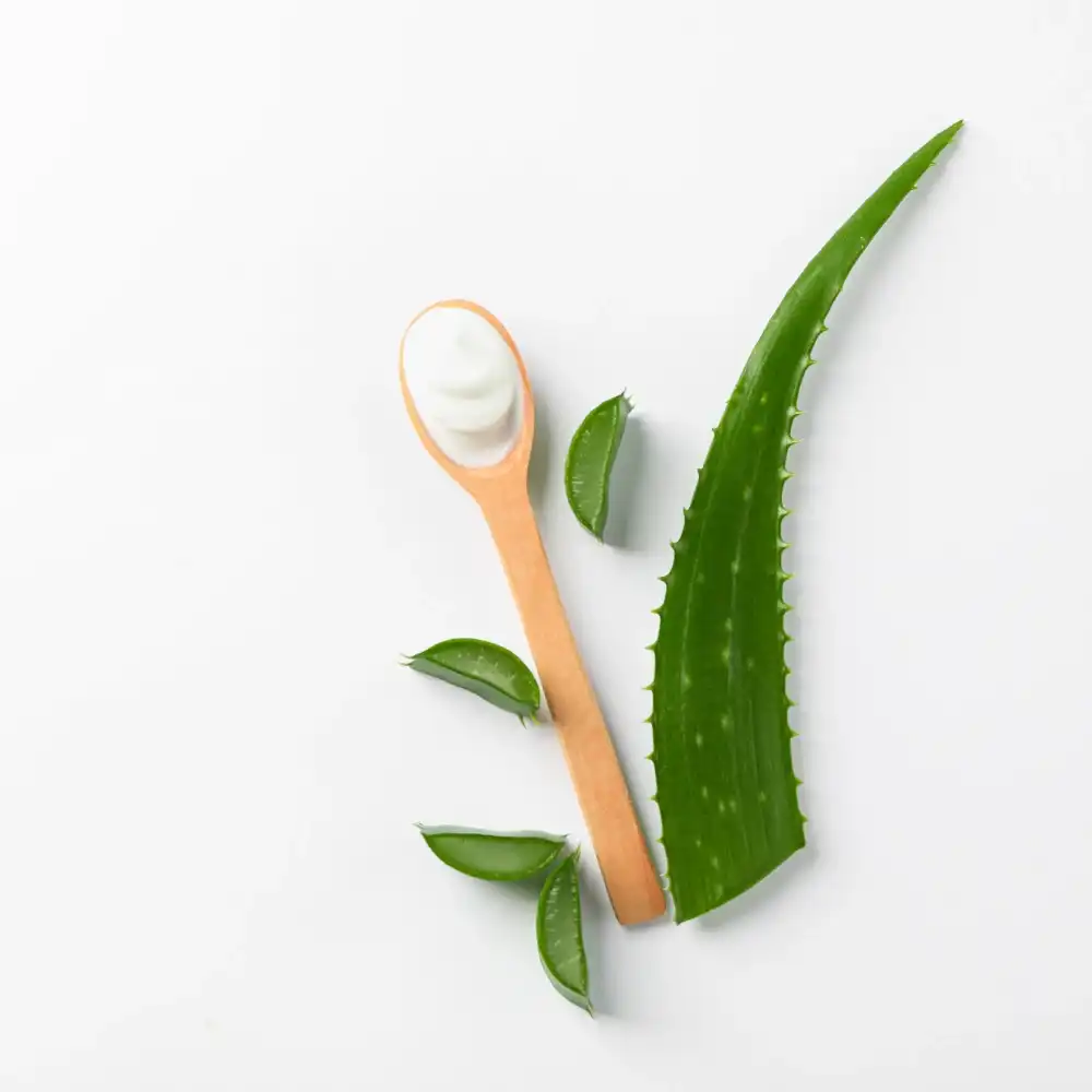 היתרונות הבריאותיים של אלוורה – מה מסתתר בצמח הפלא?