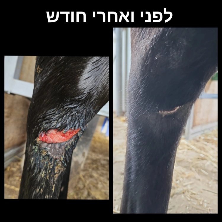 משחה לטיפוח ושיקום עור הסוס עשויה מ 100% רכיבים טבעים  המחיר כולל משלוח עד הבית  גודל : 1 ליטר