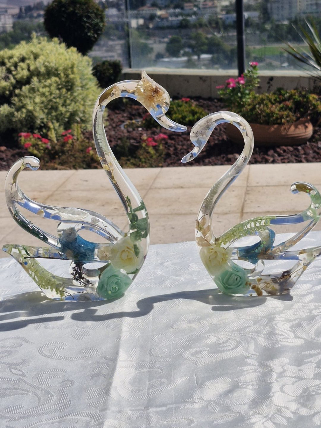 פריחת הברבור