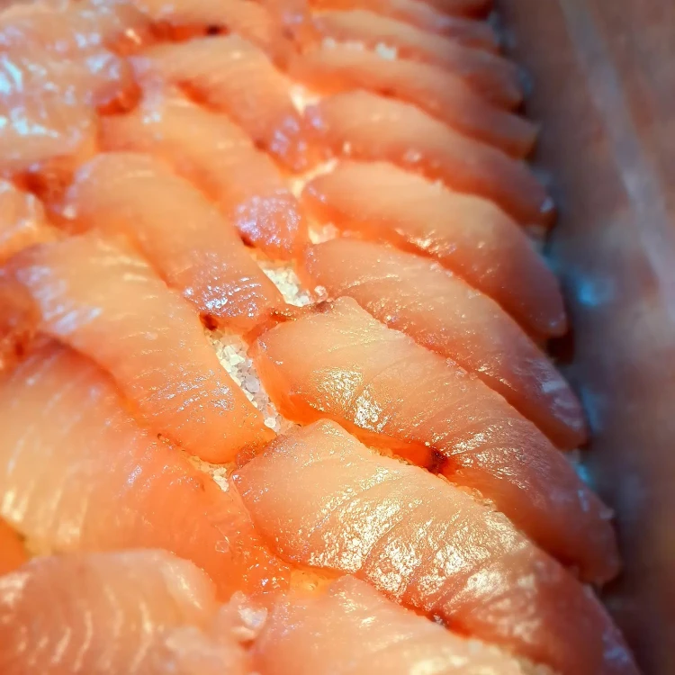 סדנאות עולם הדגים