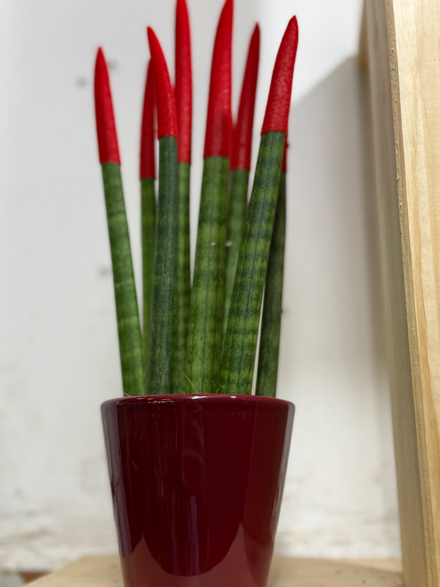 עציץ סנסיווריה צבעונית