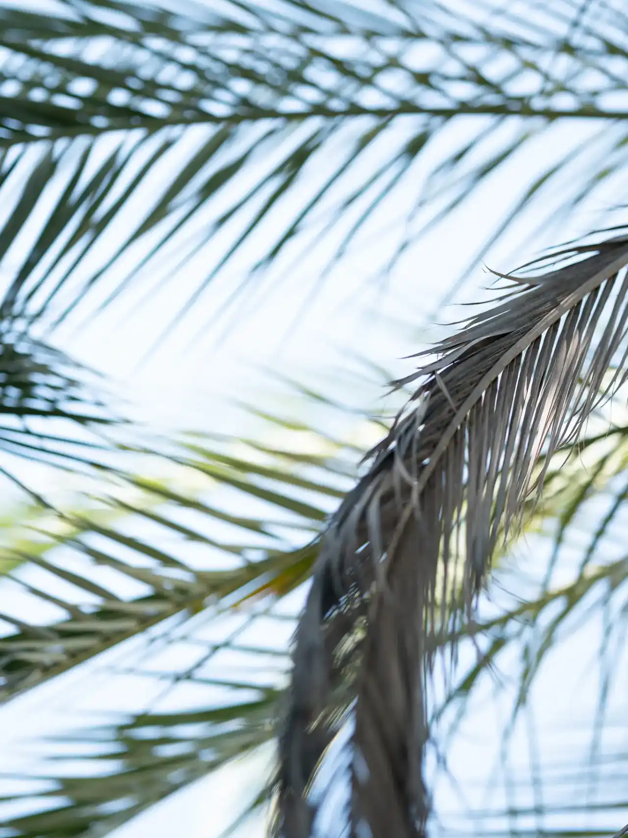 צילומי תדמית