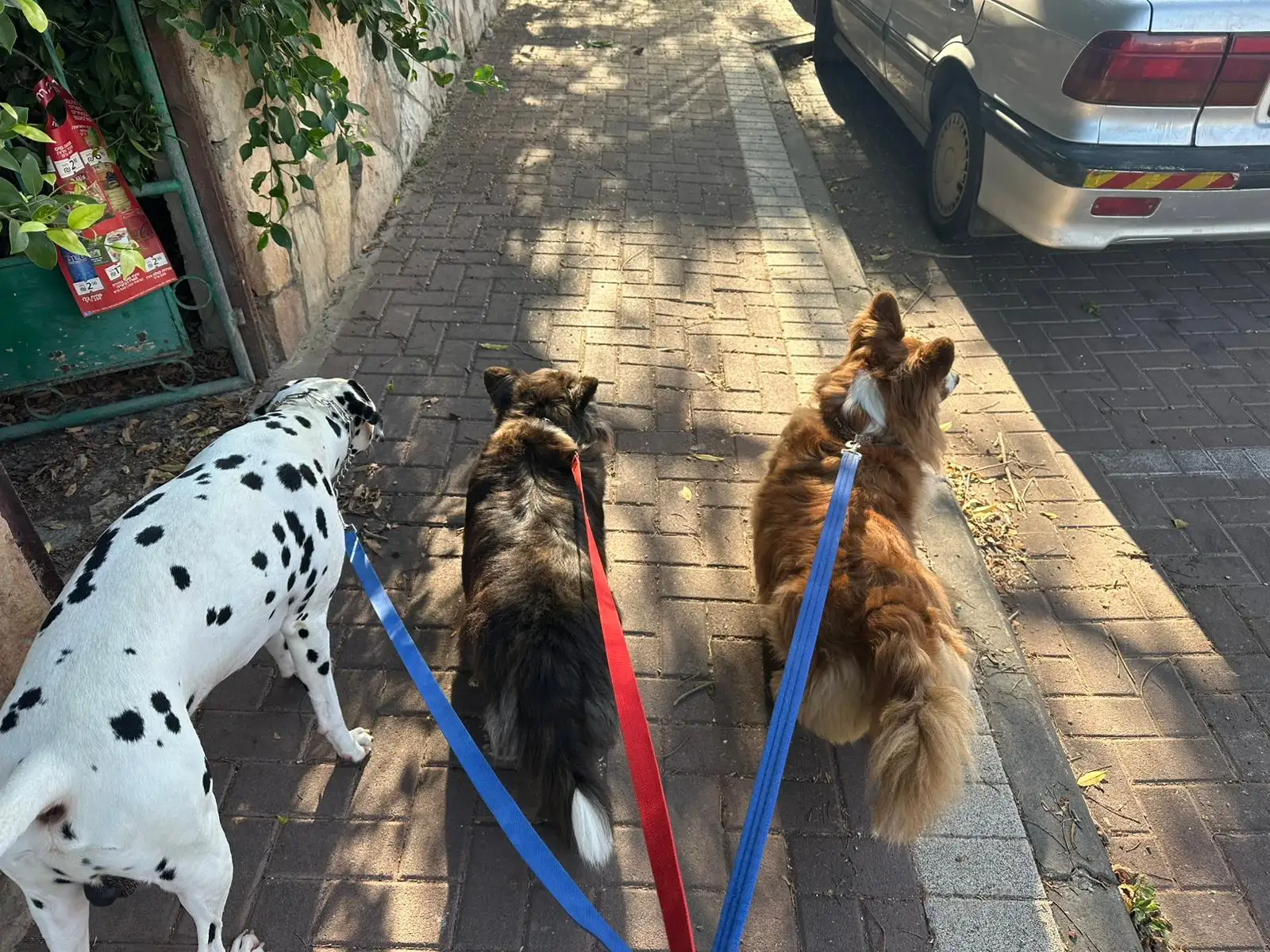 דוגווקינג – טיולי כלבים בהתאמה אישית