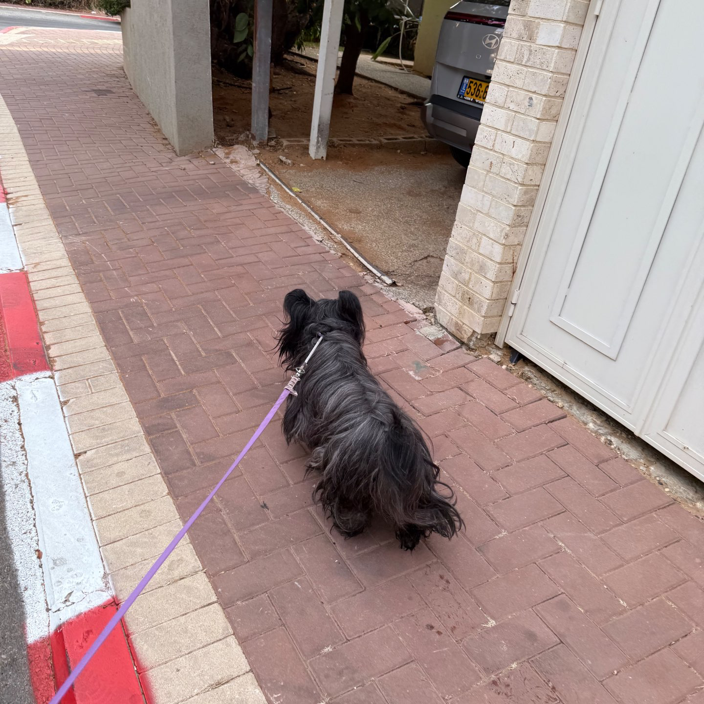 דוגווקינג - כרטיסיות