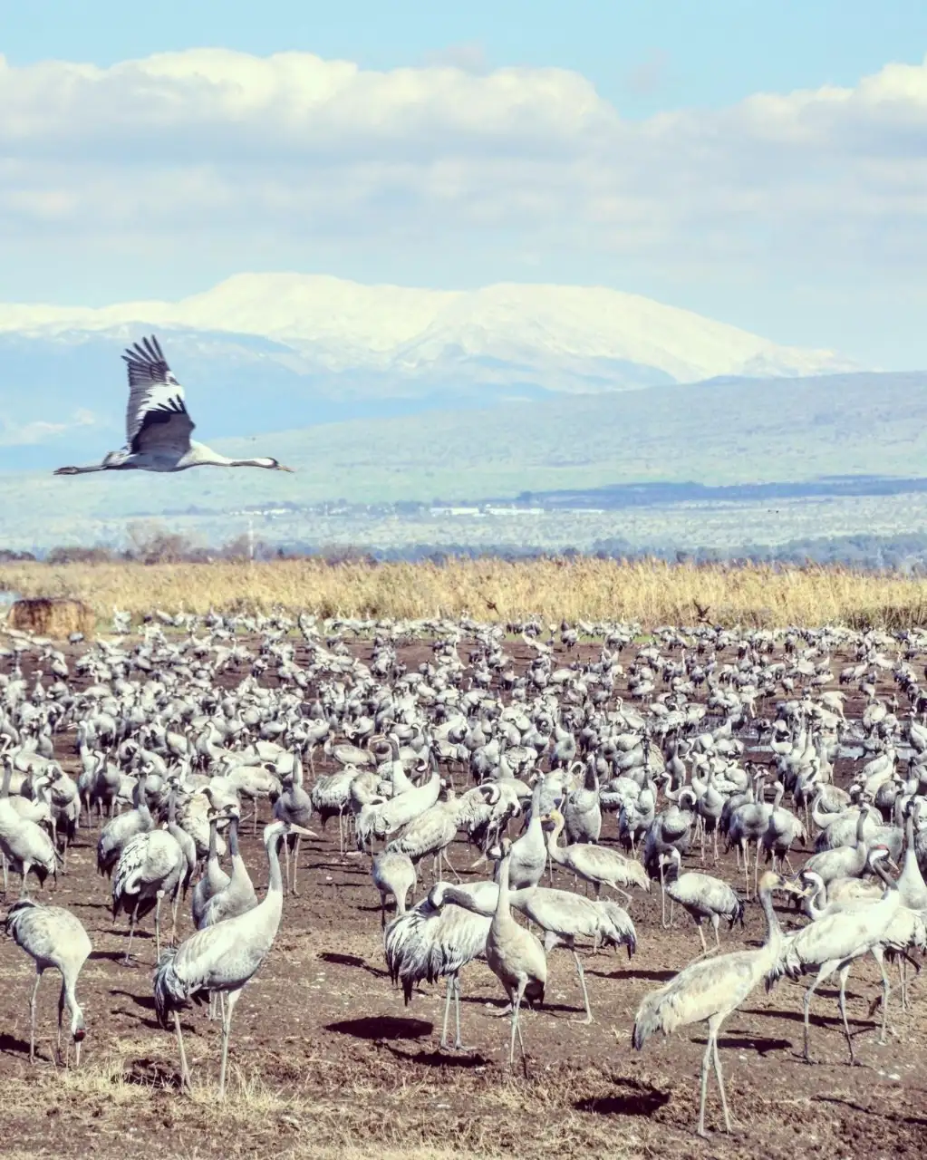 הנוף באיזור