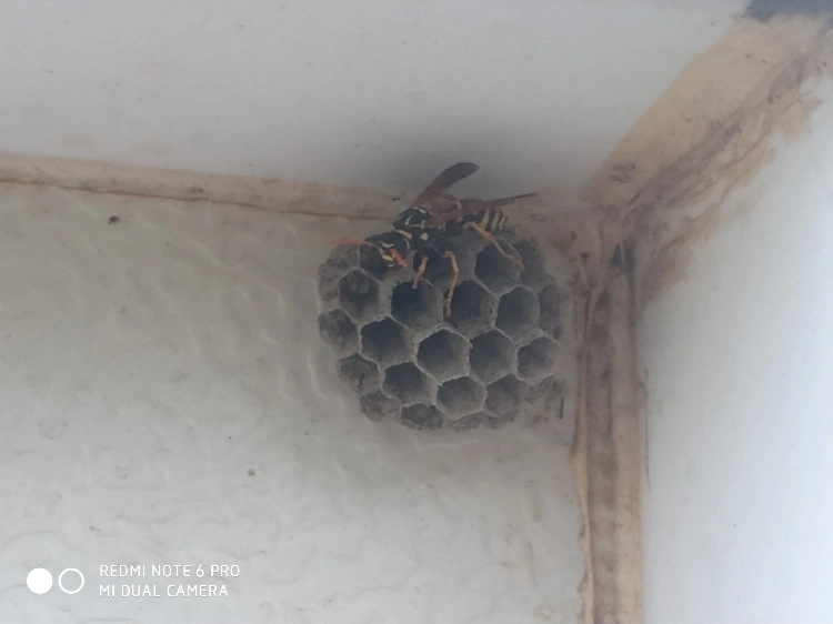 קיני צרעות לסוגיהן.