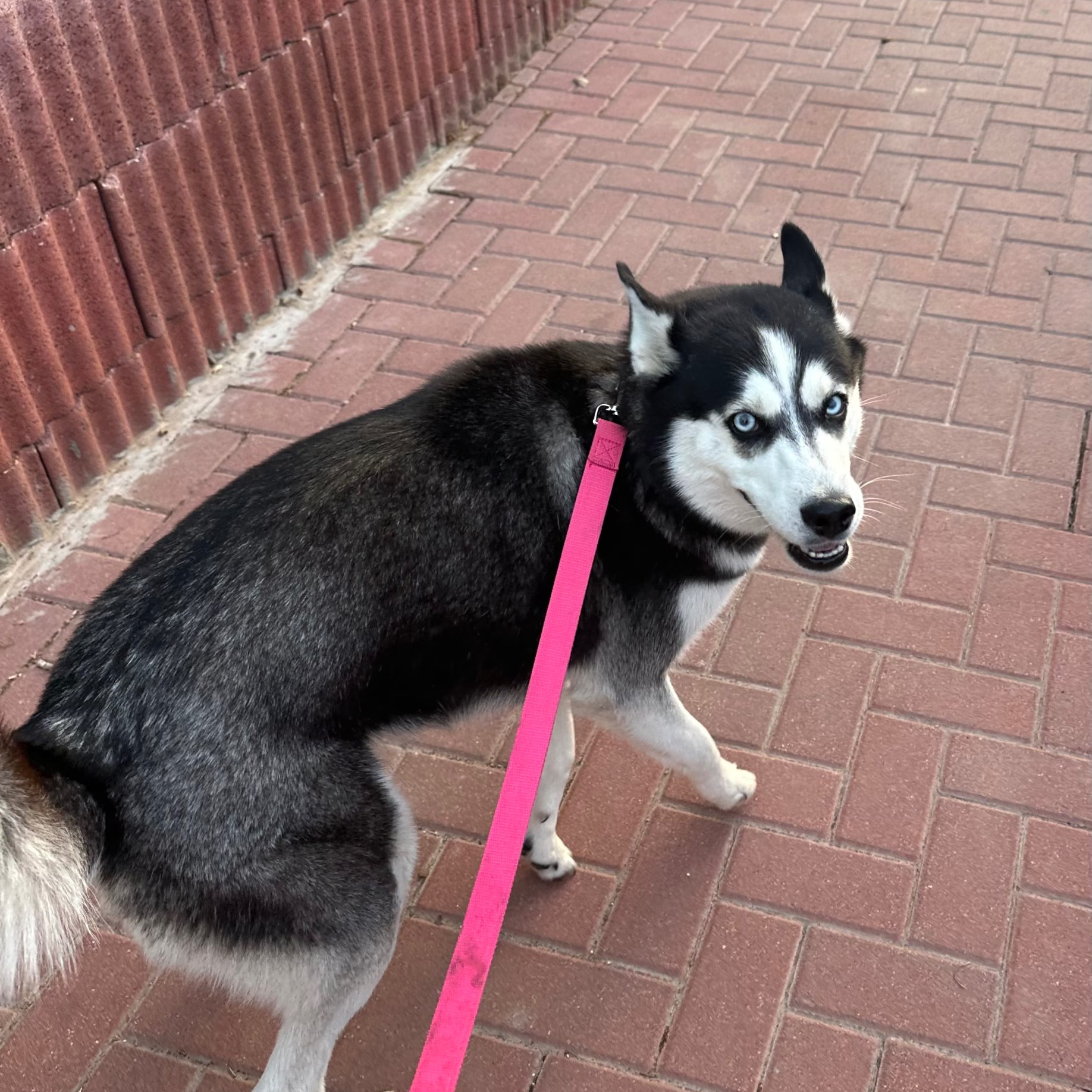 דוגווקינג – טיולי כלבים בהתאמה אישית