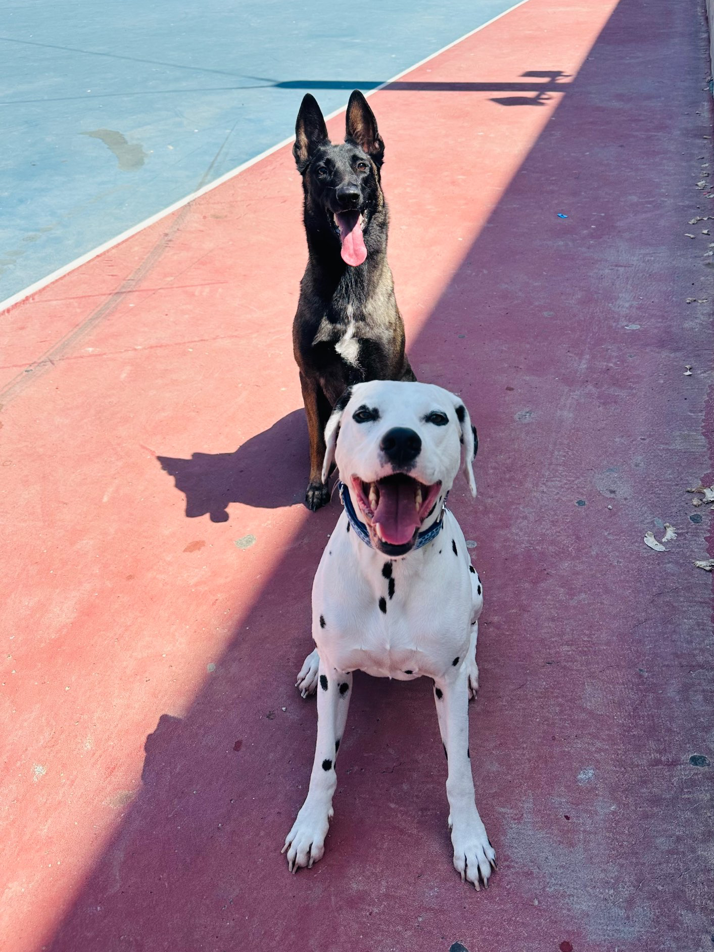 דוגווקינג – טיולי כלבים בהתאמה אישית