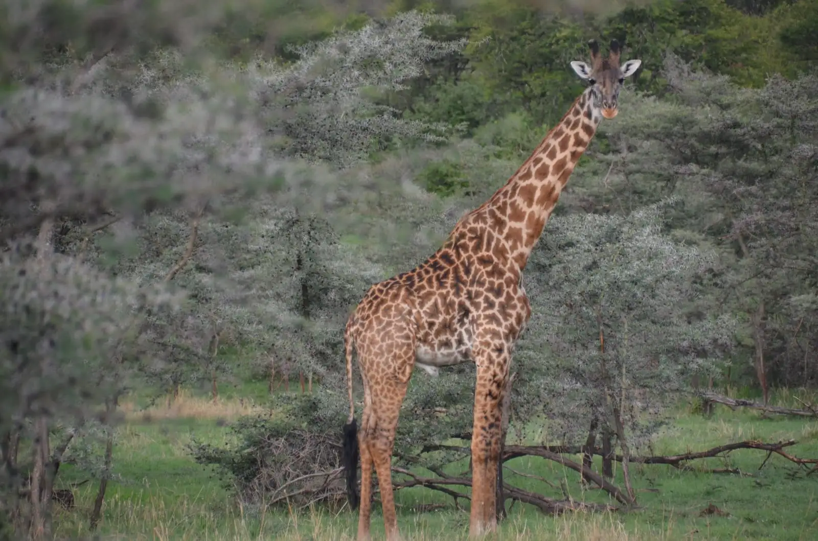 ספארי עומק בטנזניה