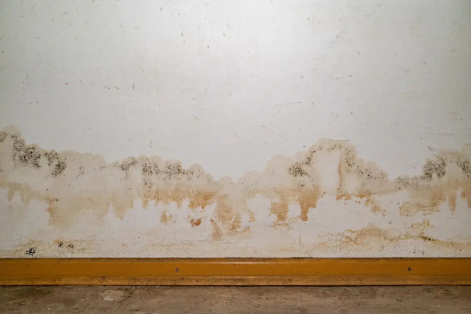 How to Detect Moisture Problems Before Damage Occurs