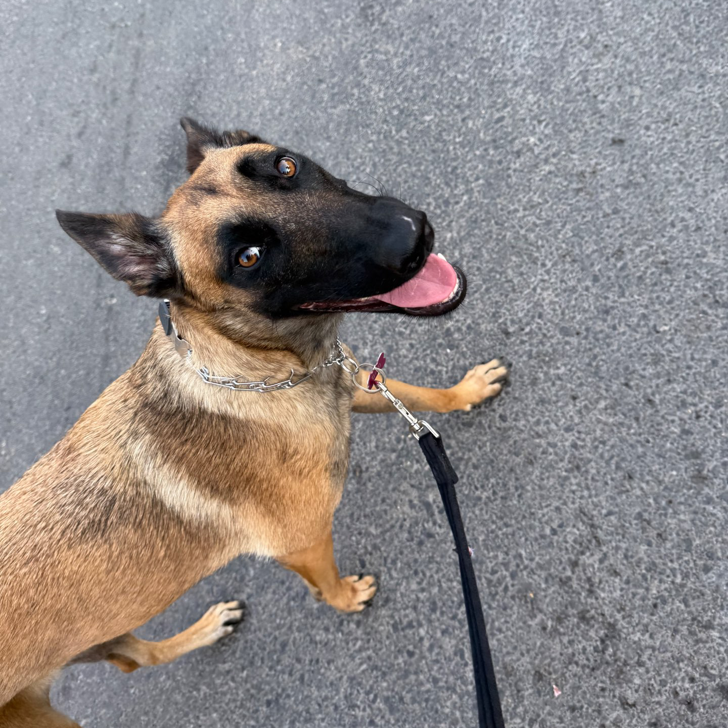 דוגווקינג – טיולי כלבים בהתאמה אישית