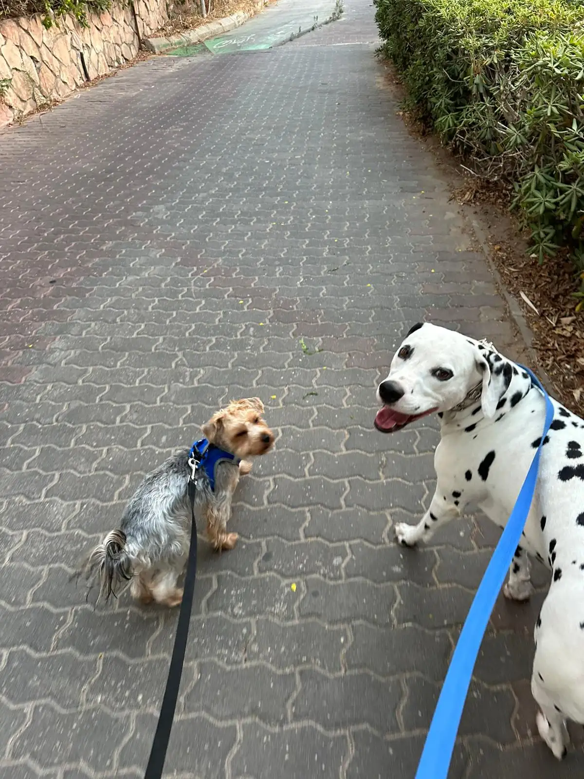דוגווקינג – טיולי כלבים בהתאמה אישית