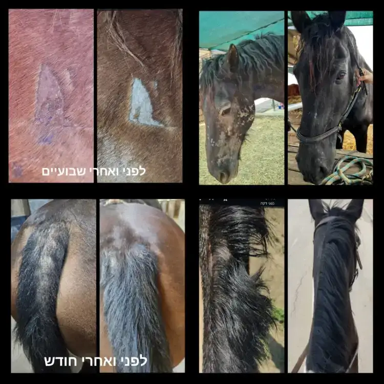משחה לטיפוח ושיקום עור הסוס עשויה מ 100% רכיבים טבעים  המחיר כולל משלוח עד הבית  גודל : 1 ליטר