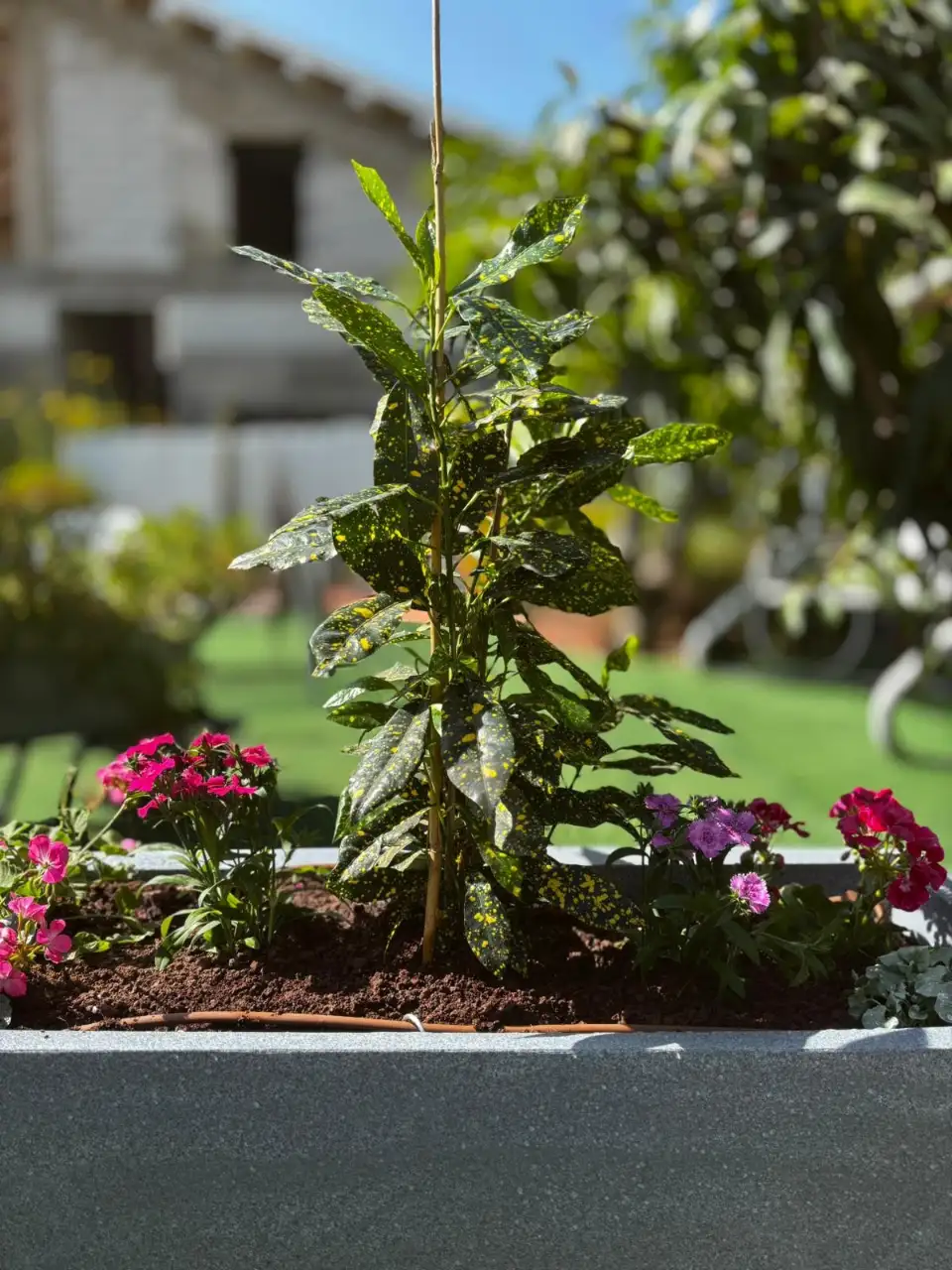 שתילה מחודשת בהתאם לעונות השנה