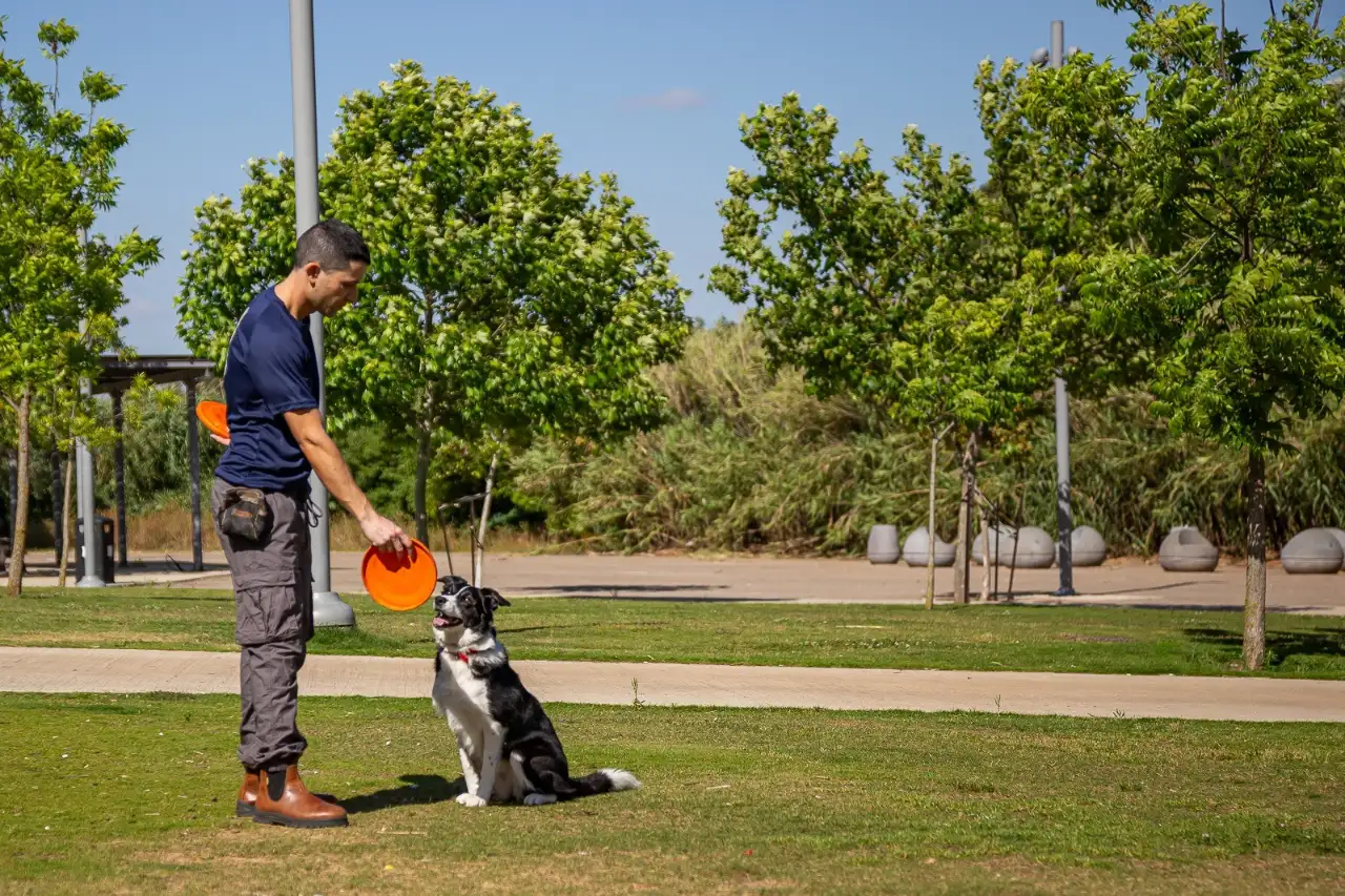 איך לבחור מאלף כלבים שמתאים לכם
