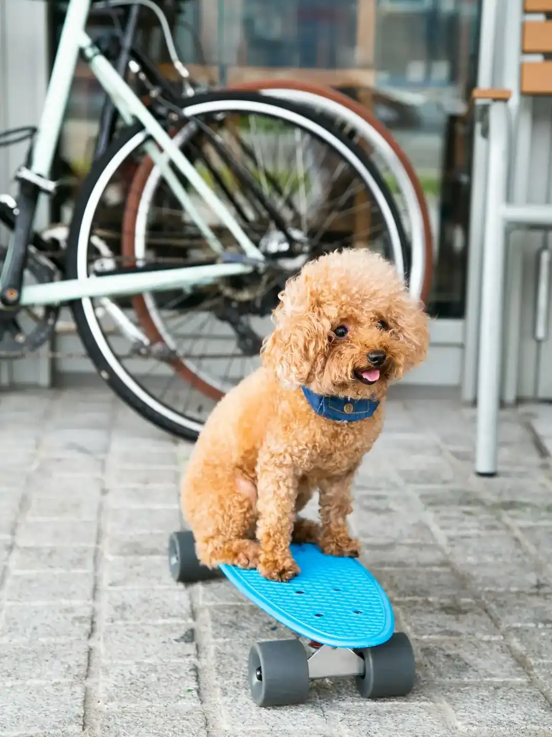 פנסיון ביתי לכלבים בנופים | מולטי דוג