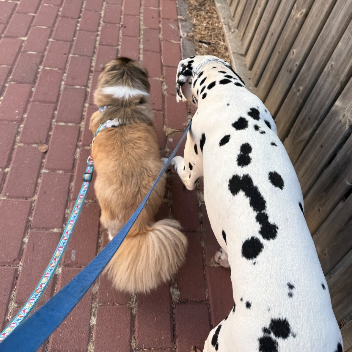 דוגווקינג - כרטיסיות