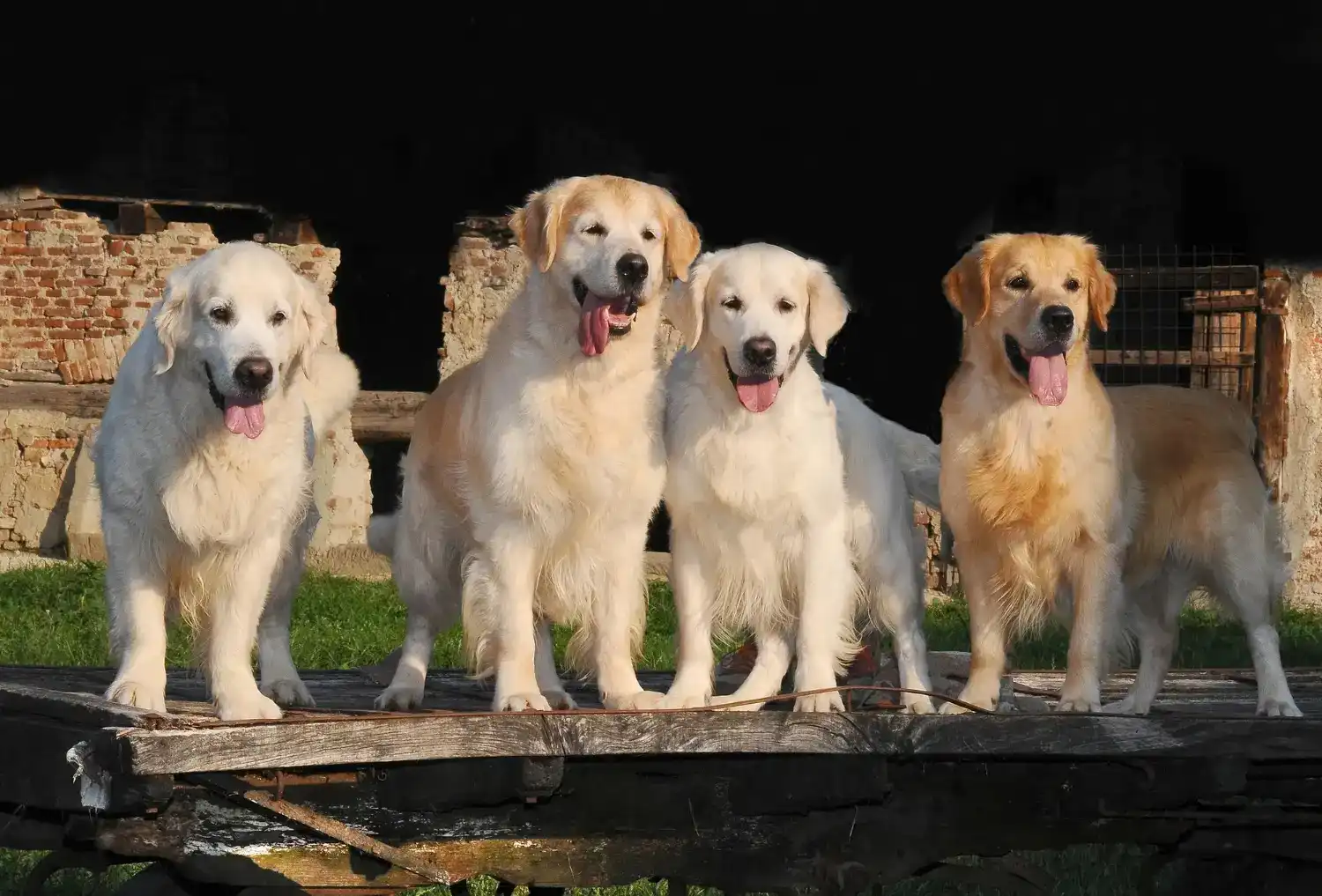 כלבנות טיפולית לקבוצות – חיבור אנושי דרך מגע עם כלבים